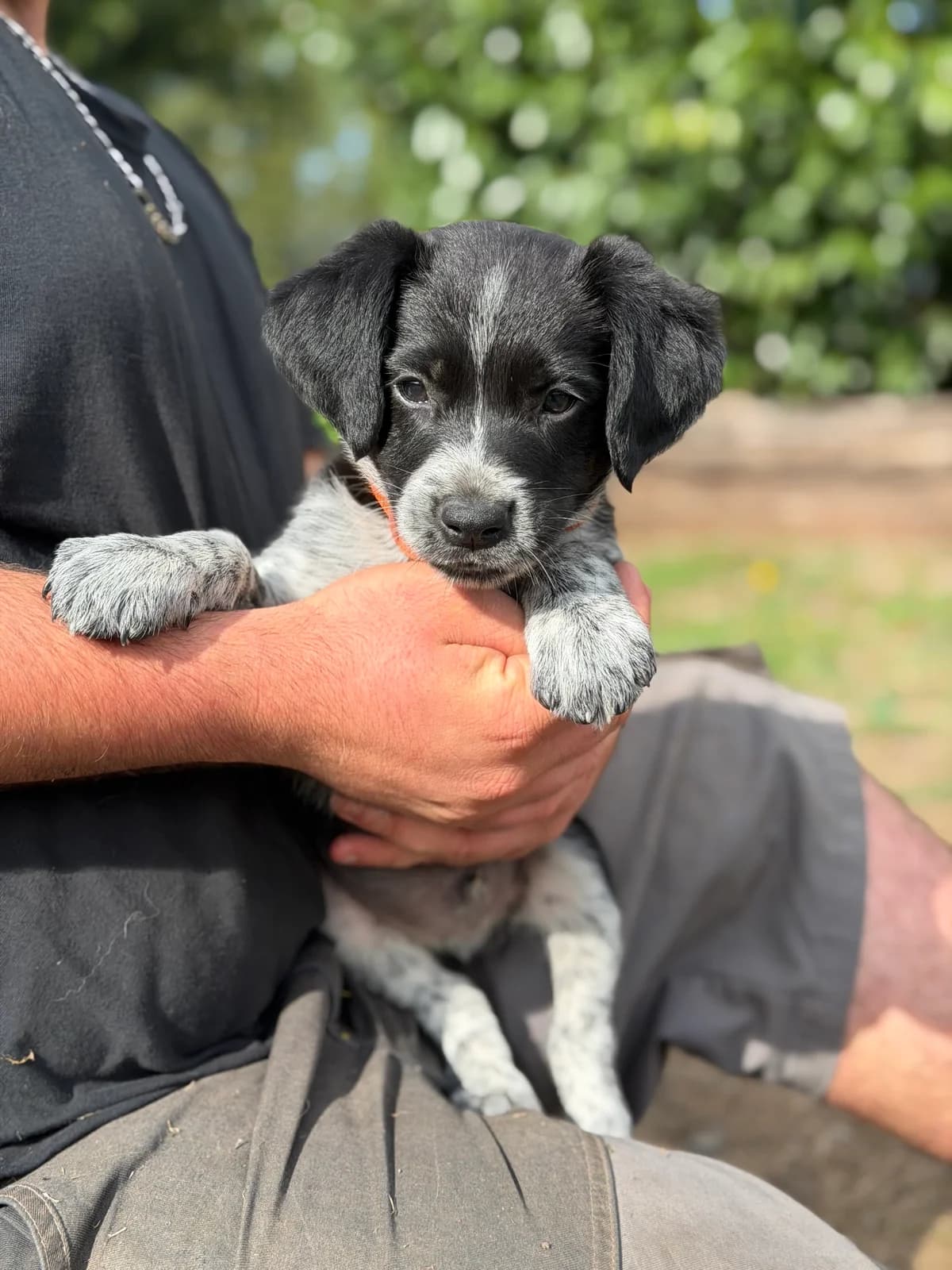 Gustave, male puppy Border Collie for adoption at APAA Trégrom