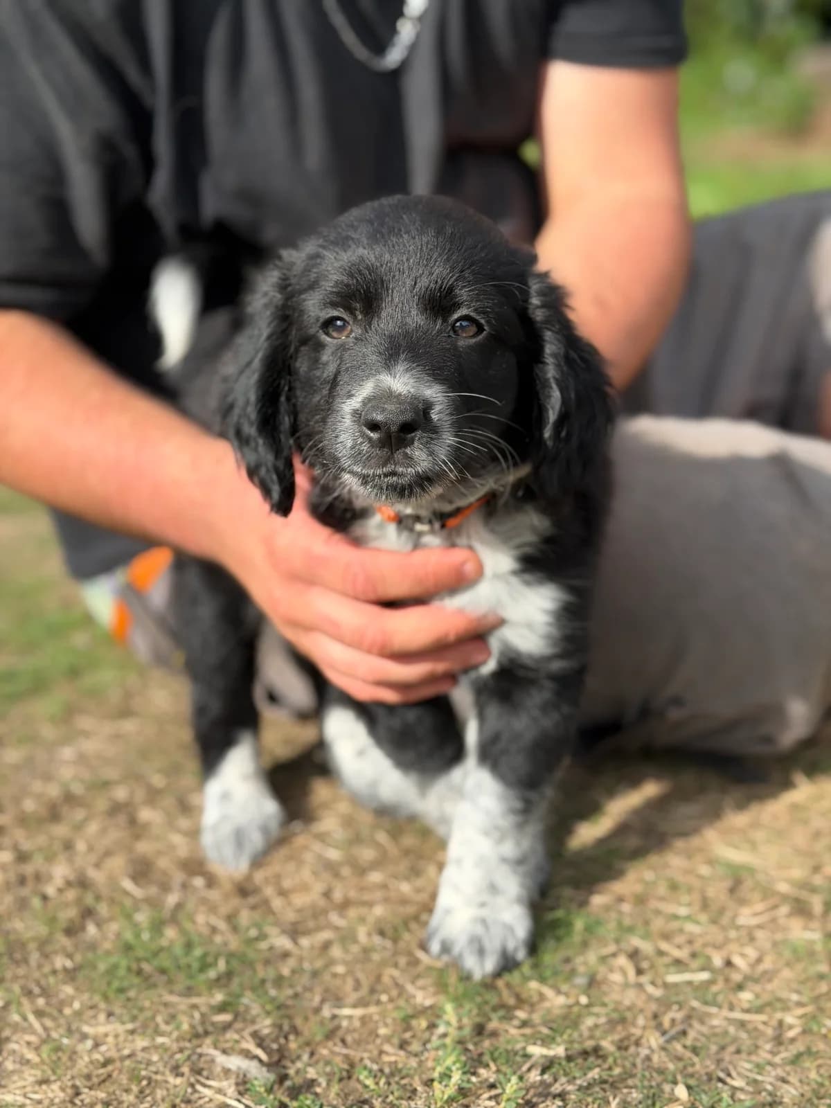 Mako, male puppy Border Collie for adoption at APAA Trégrom