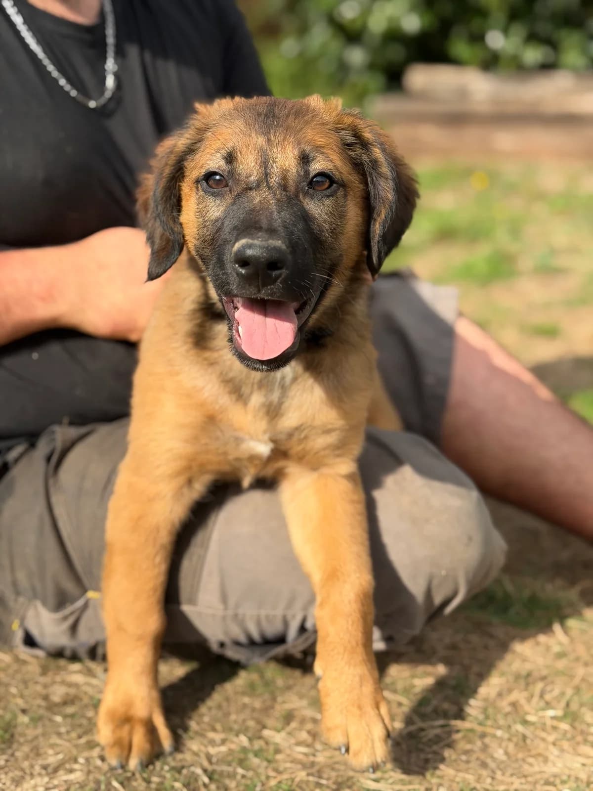 Zéphir, male puppy Mixed Breed for adoption at APAA Trégrom