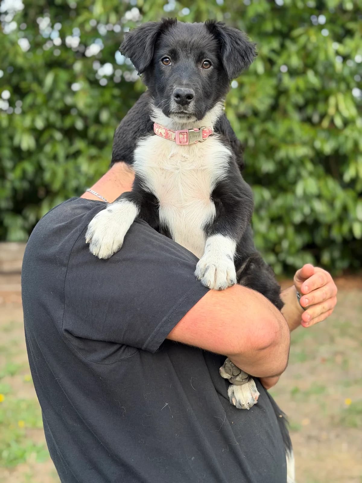 Marius, male puppy Mixed Breed for adoption at APAA Trégrom