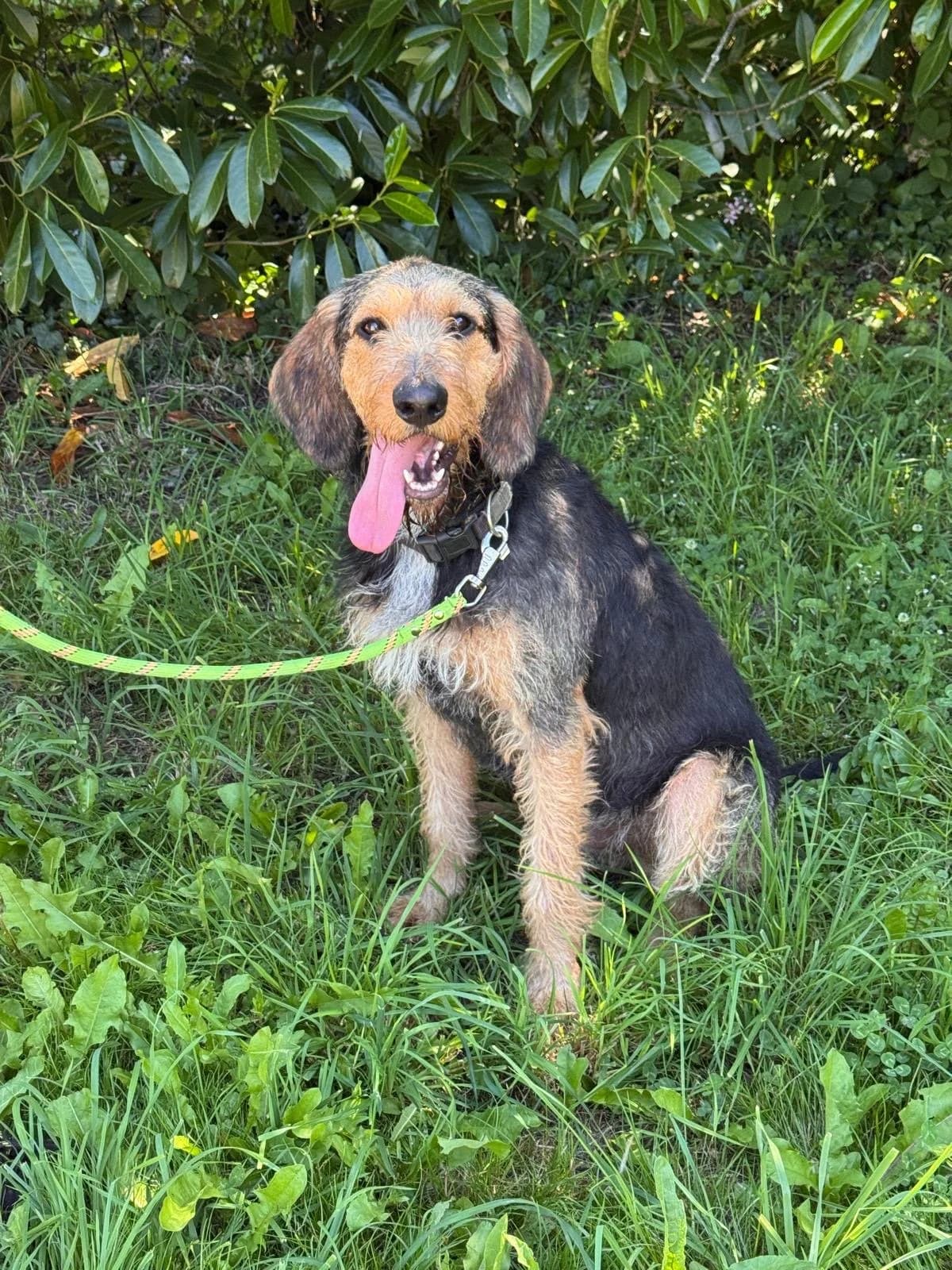 Austin, male young Mixed Breed for adoption at APAA Trégrom