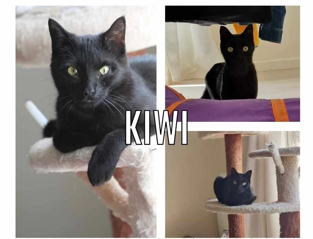 Kiwi, male 3yo European Shorthair for adoption at APAA Trégrom