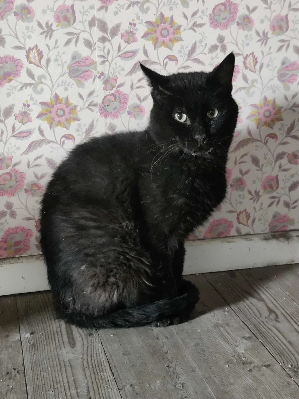 Lippoutou, male 6yo European Shorthair for adoption at APAA Trégrom