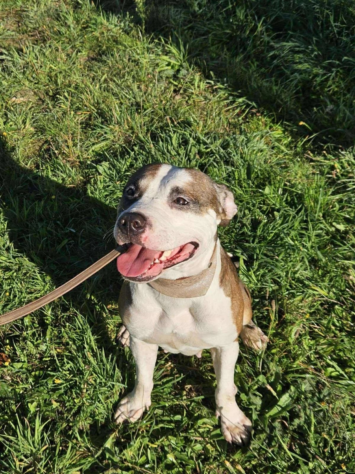 Olympe, female Staffordshire Bull Terrier for adoption at APAA Trégrom