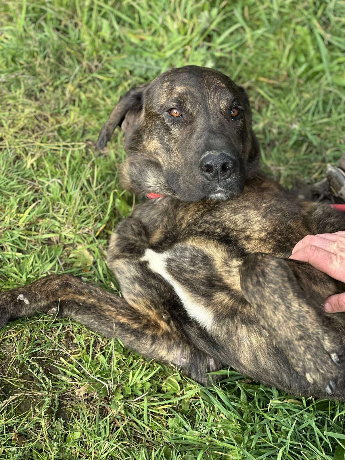 Loupi, male young Mixed Breed for adoption at APAA Trégrom