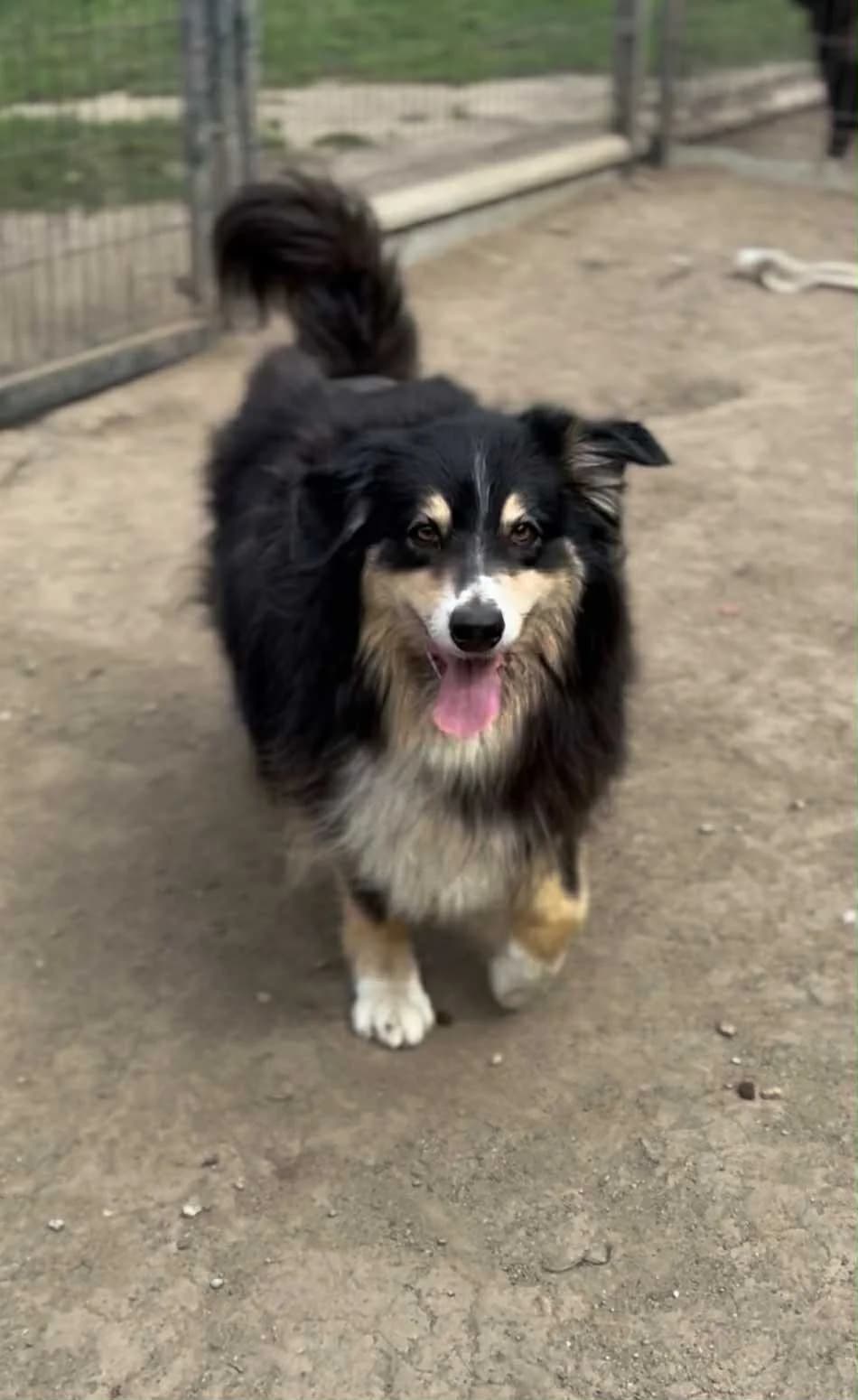Tartine, female Australian Shepherd for adoption at APAA Trégrom
