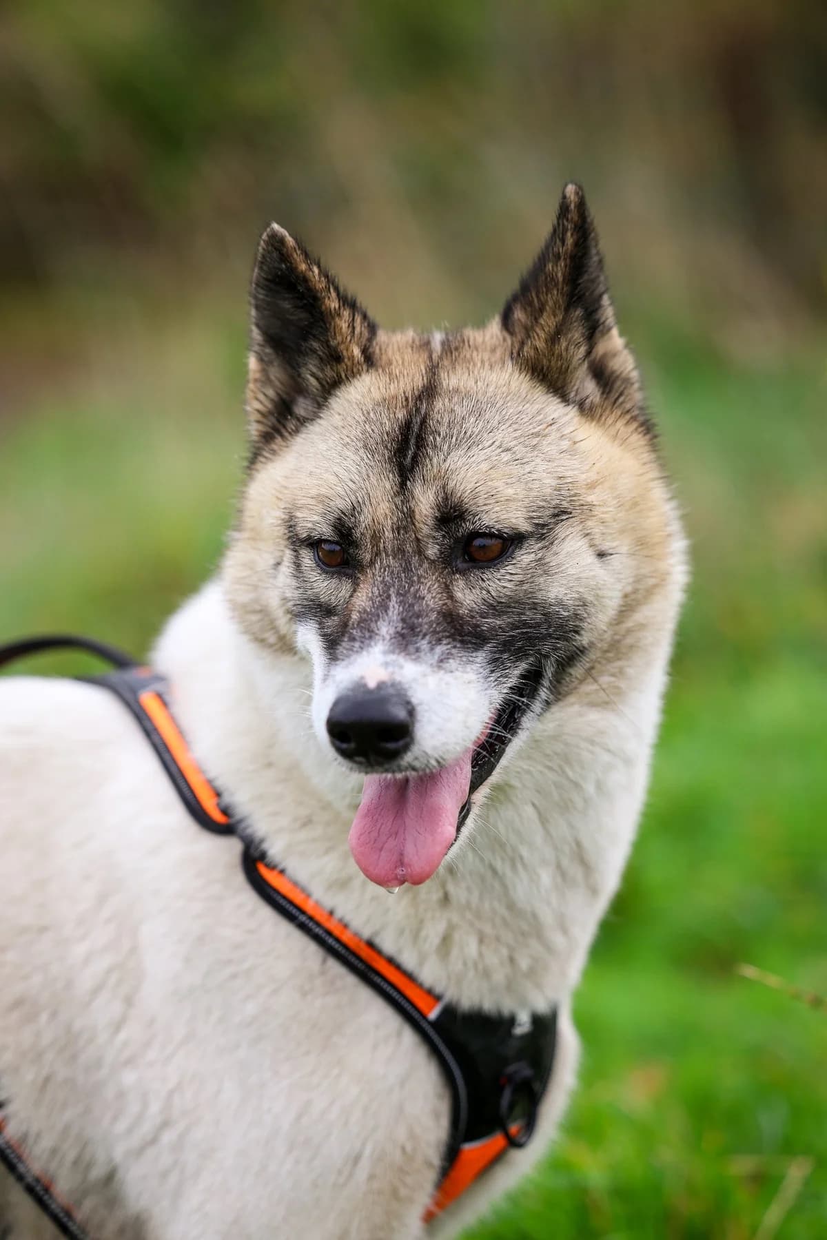 Malaka, female 3yo Mixed Breed for adoption at APAA Trégrom