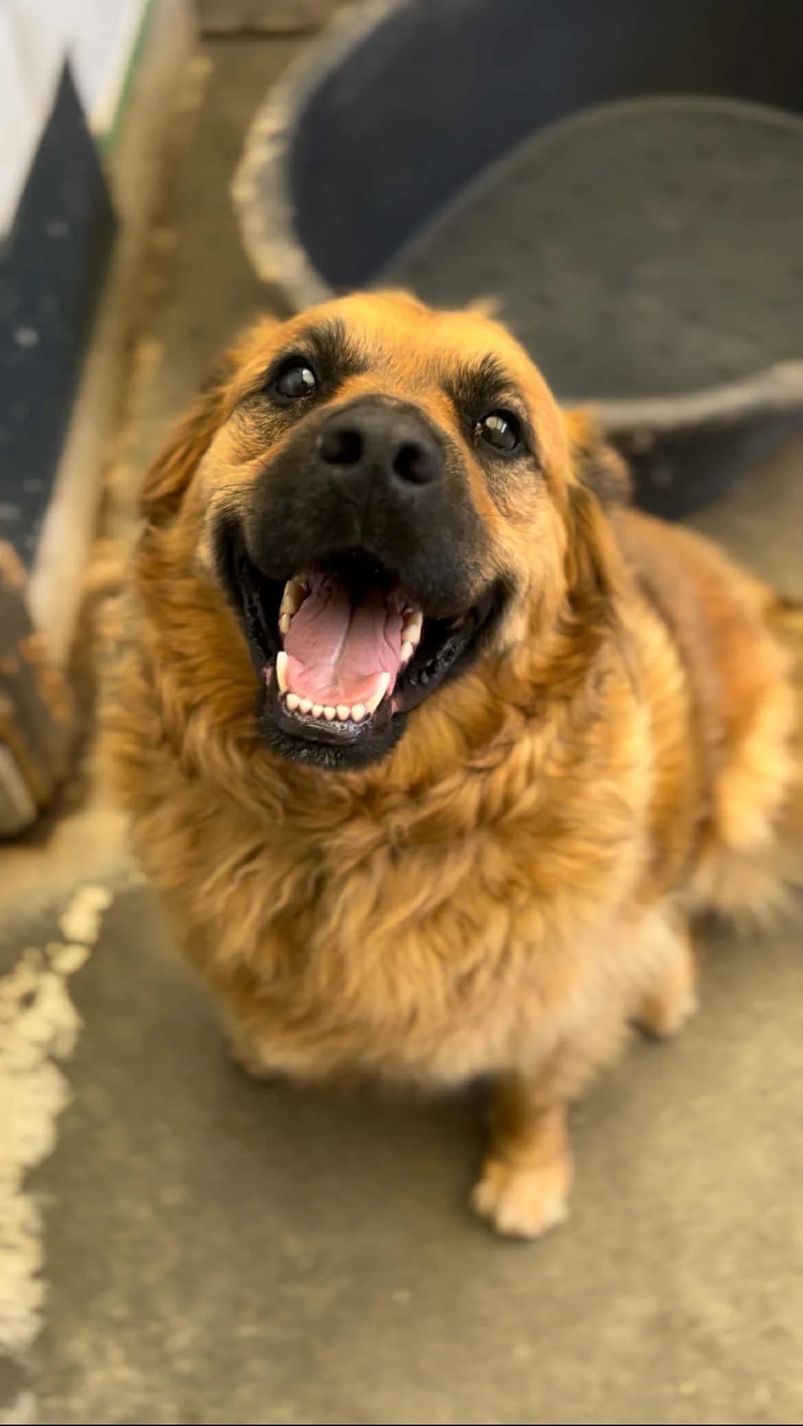 Poker, male 7yo French Bulldog for adoption at APAA Trégrom
