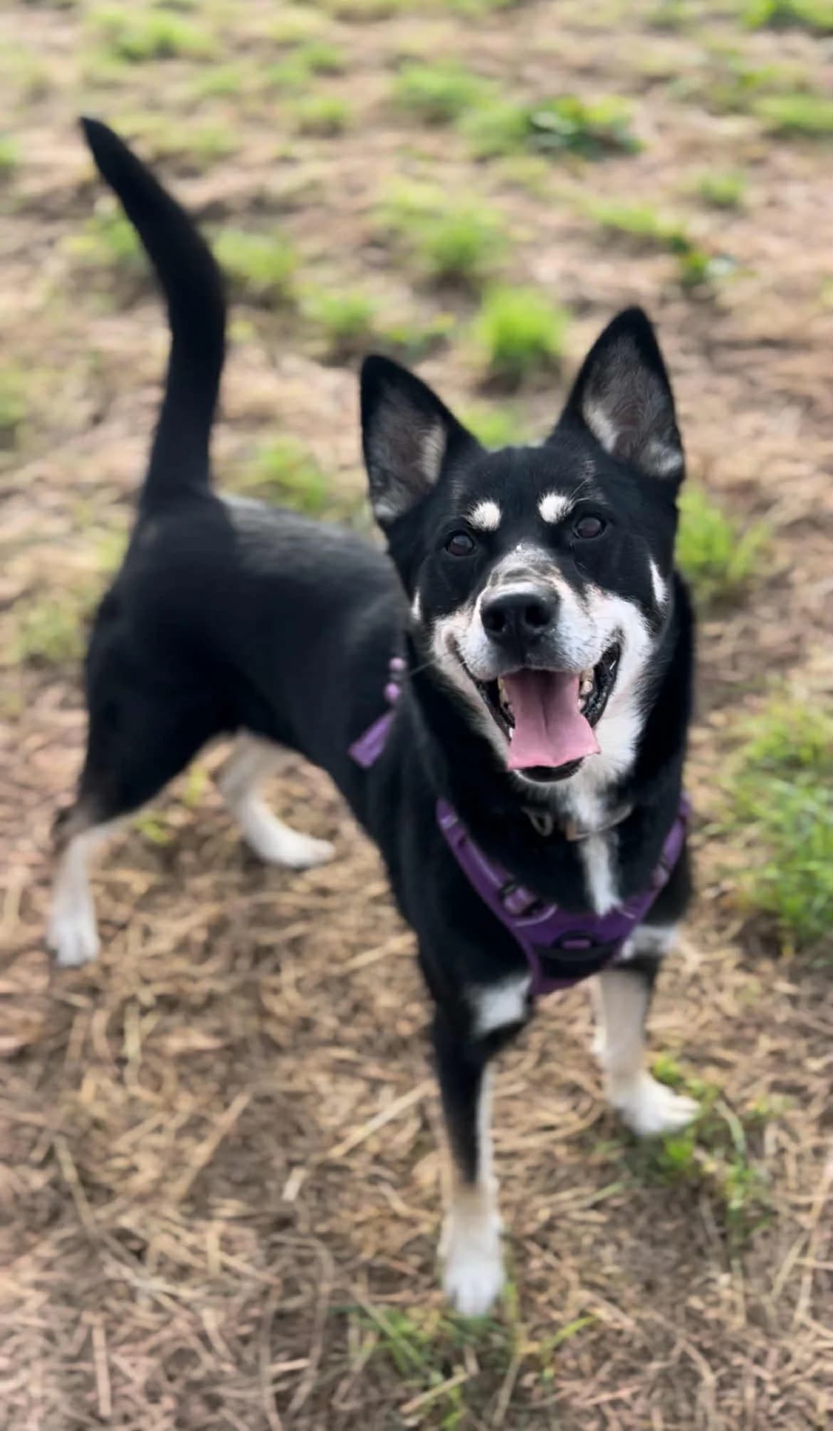 Missy, female senior Husky for adoption at APAA Trégrom
