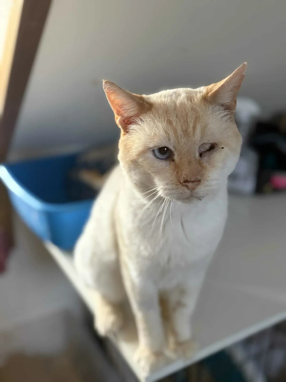Norachiyo, male 4yo European Shorthair for adoption at APAA Trégrom