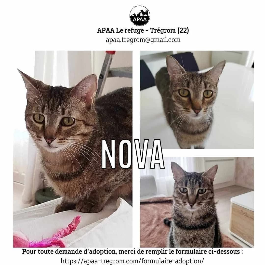 Nova, male young European Shorthair for adoption at APAA Trégrom