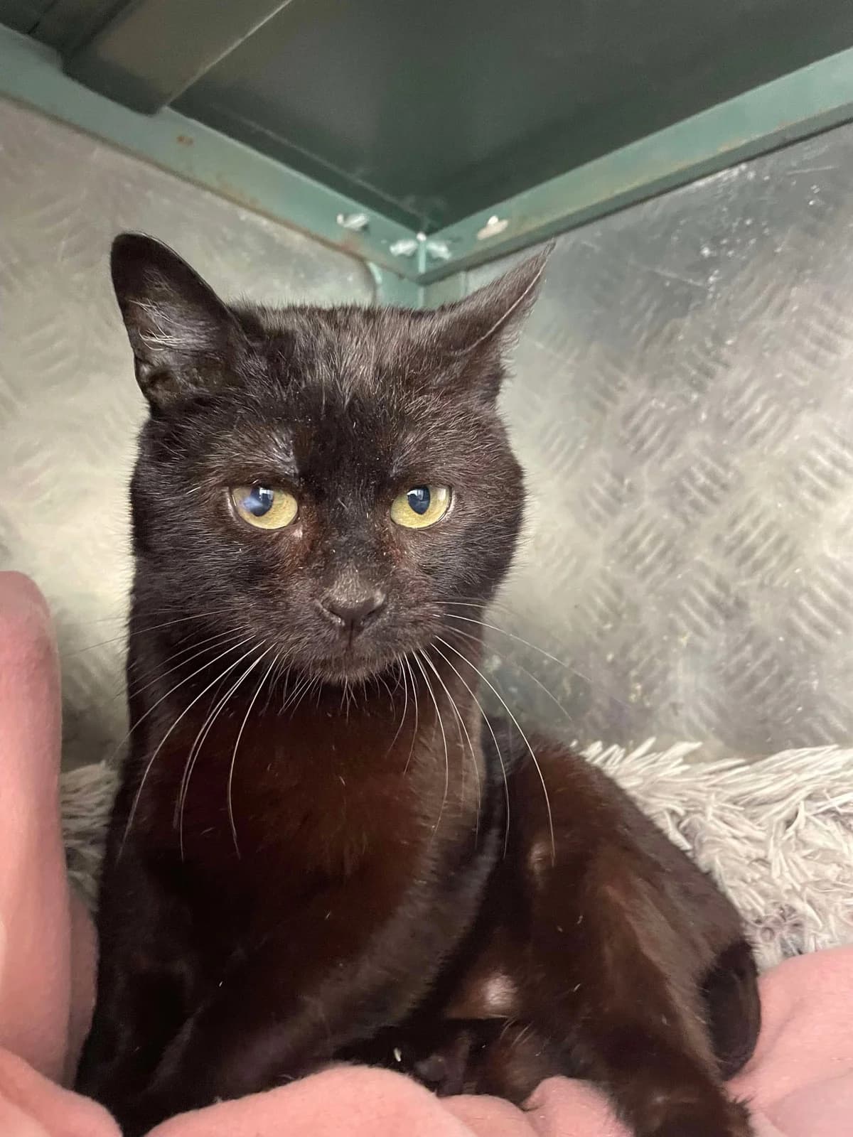 Nyx, male 4yo European Shorthair for adoption at APAA Trégrom