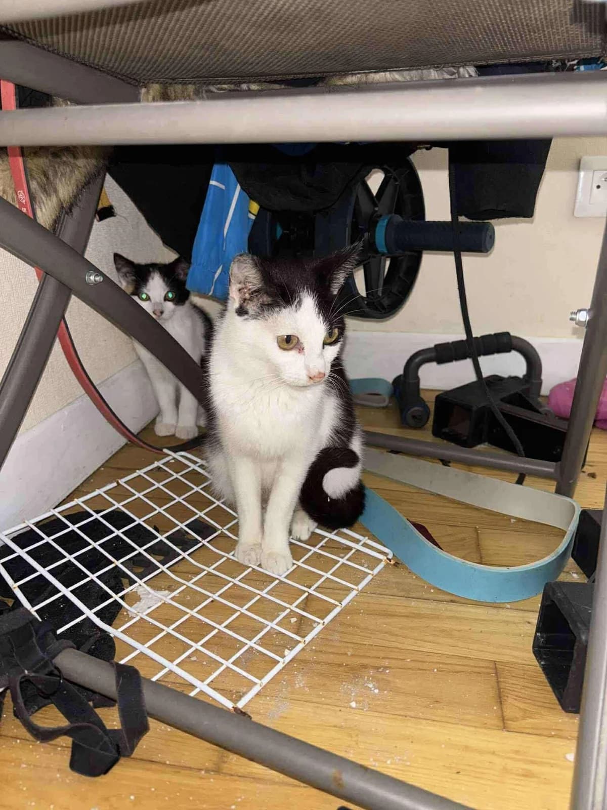 Jerry, female 3yo European Shorthair for adoption at APAA Trégrom
