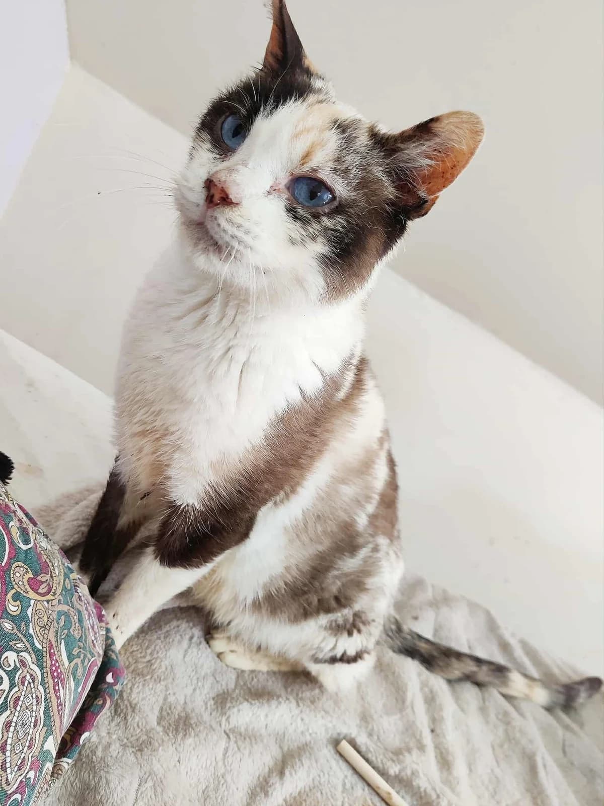 Pepper, female 4yo European Shorthair for adoption at APAA Trégrom