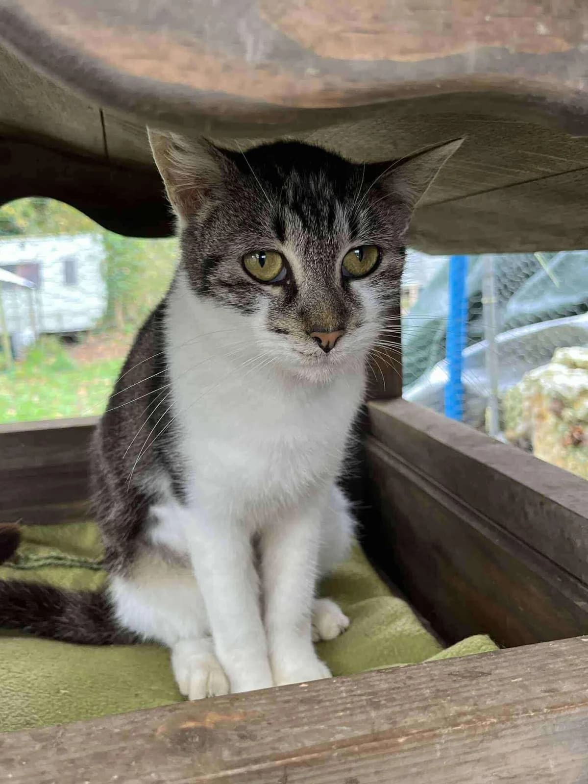 Philiberte, female young European Shorthair for adoption at APAA Trégrom