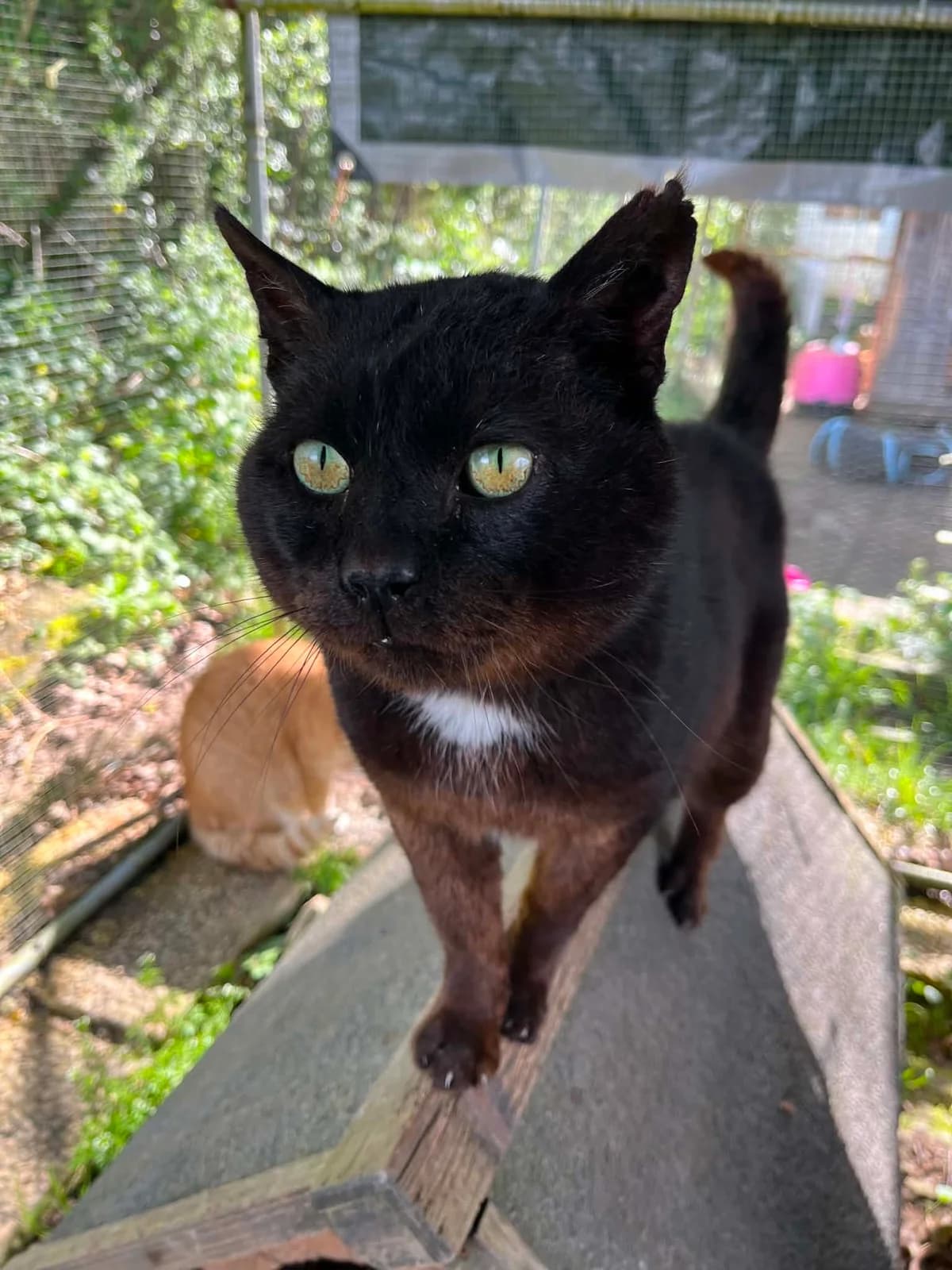 Romarin, male 4yo European Shorthair for adoption at APAA Trégrom
