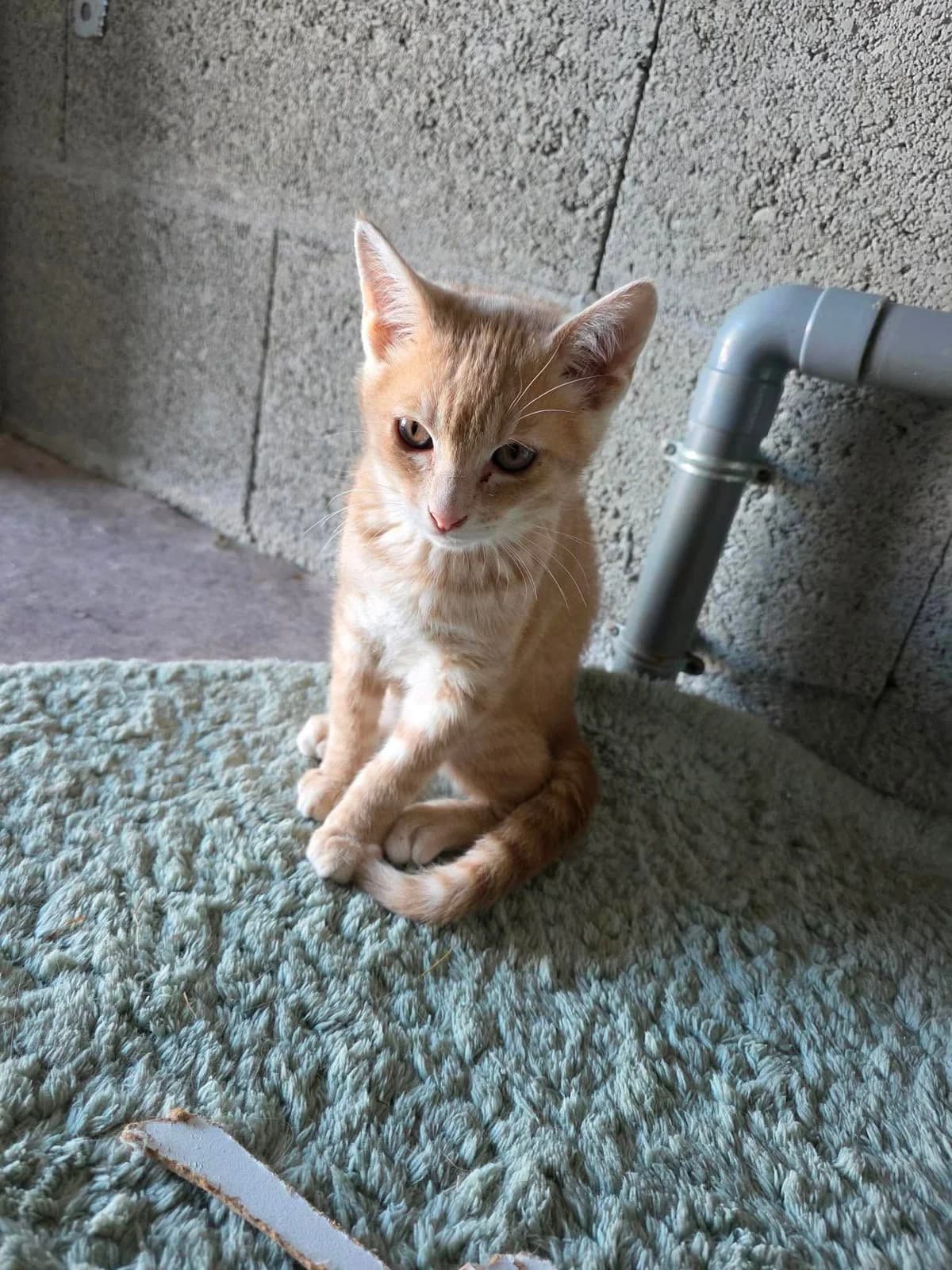 Roquette, male puppy European Shorthair for adoption at APAA Trégrom