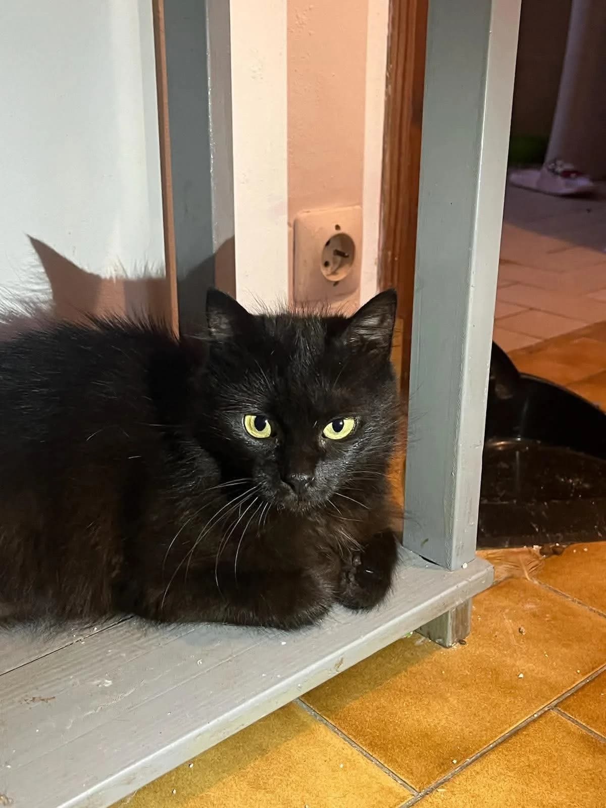 Shinobi, female 3yo European Shorthair for adoption at APAA Trégrom