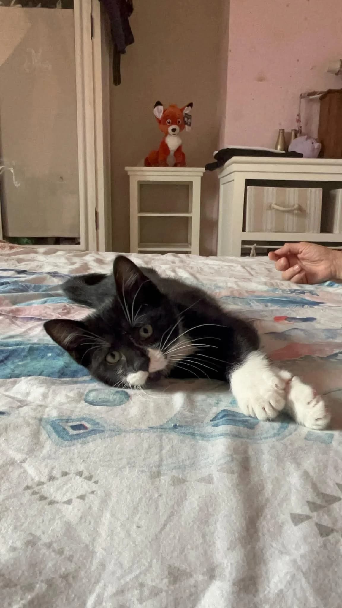 Suna, female puppy European Shorthair for adoption at APAA Trégrom