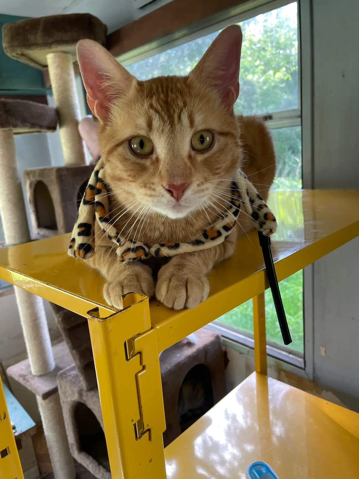 Tigrou, male 3yo European Shorthair for adoption at APAA Trégrom