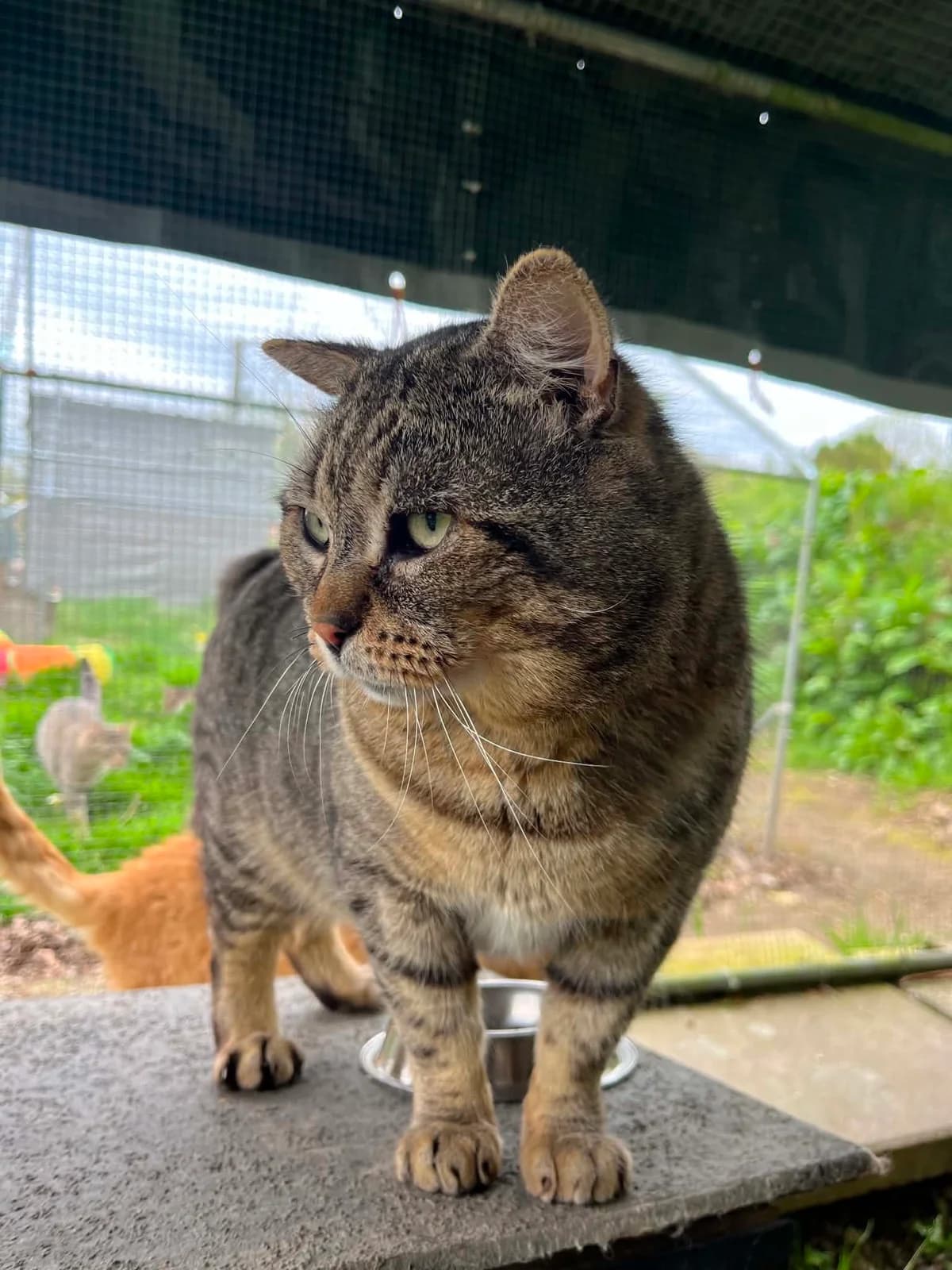 Totoro, male 7yo European Shorthair for adoption at APAA Trégrom