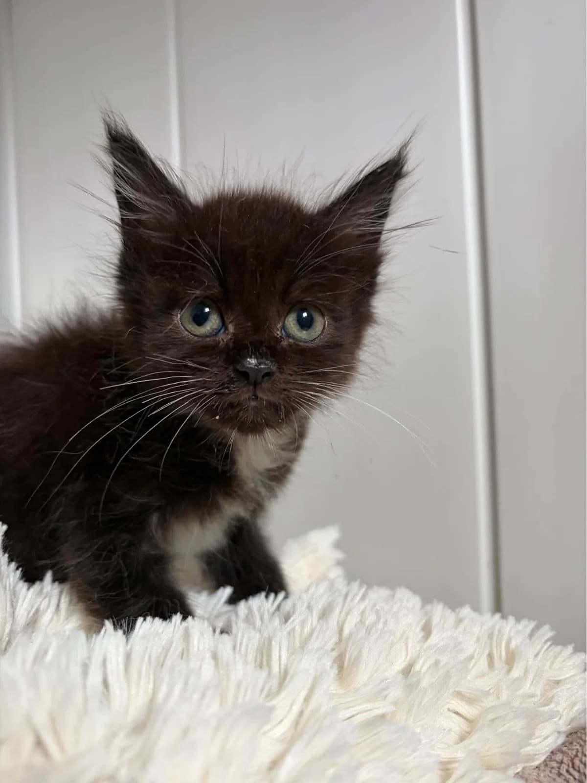 Ultia (FA en vue d’adoption), female puppy Maine Coon for adoption at APAA Trégrom