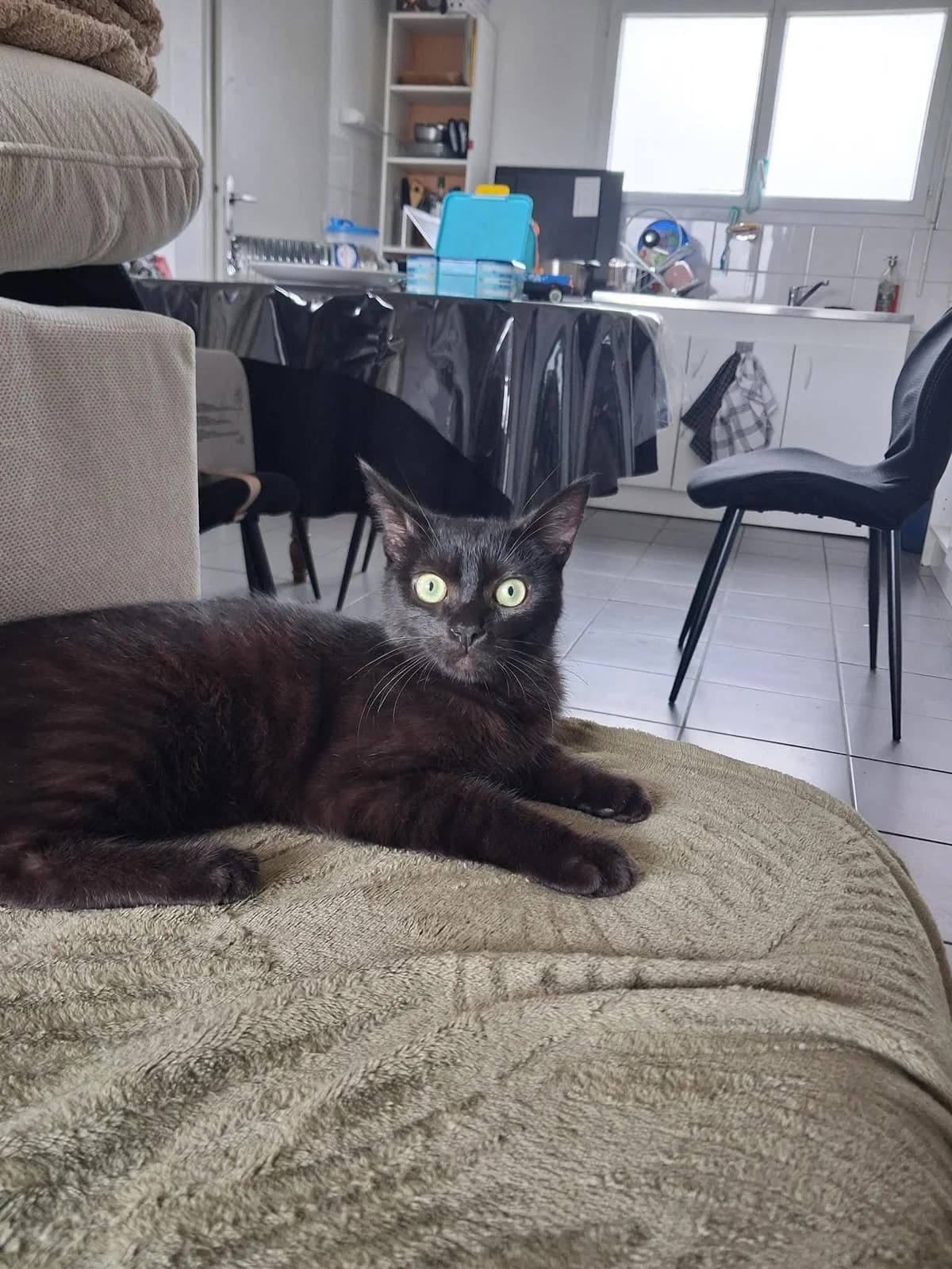 Yamcha, male puppy European Shorthair for adoption at APAA Trégrom