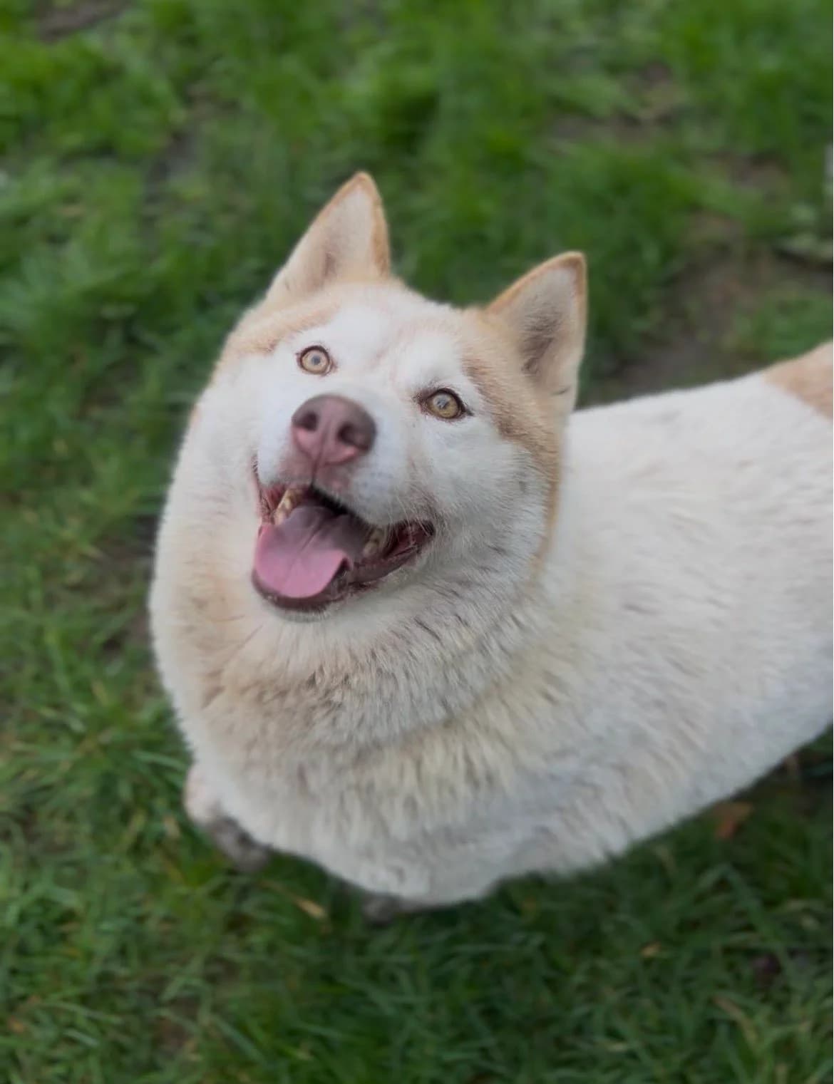 Rubis, female Husky for adoption at APAA Trégrom