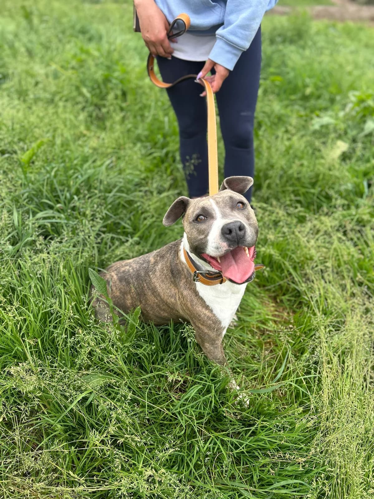 Xéna, female 4yo mixed breed for adoption at APAA Trégrom