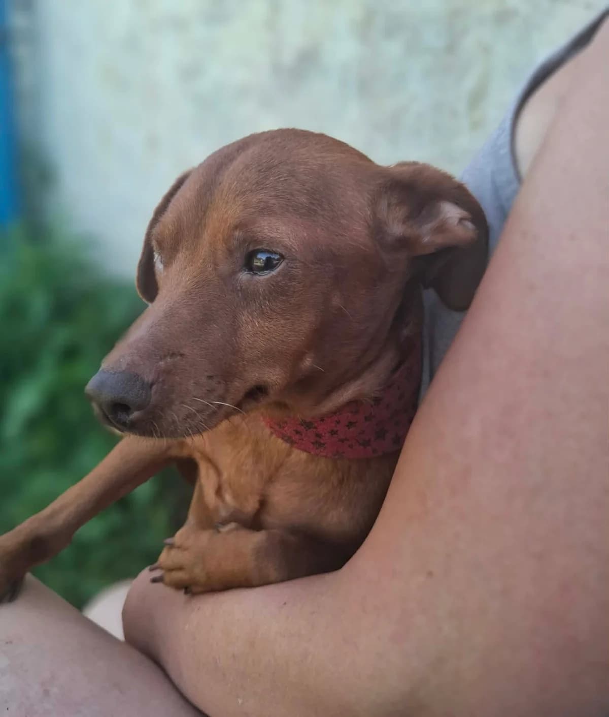 Ella, female young Dachshund for adoption at APAA Trégrom