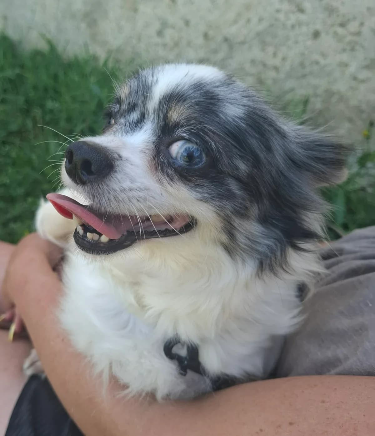 Olive, female 7yo Chihuahua for adoption at APAA Trégrom