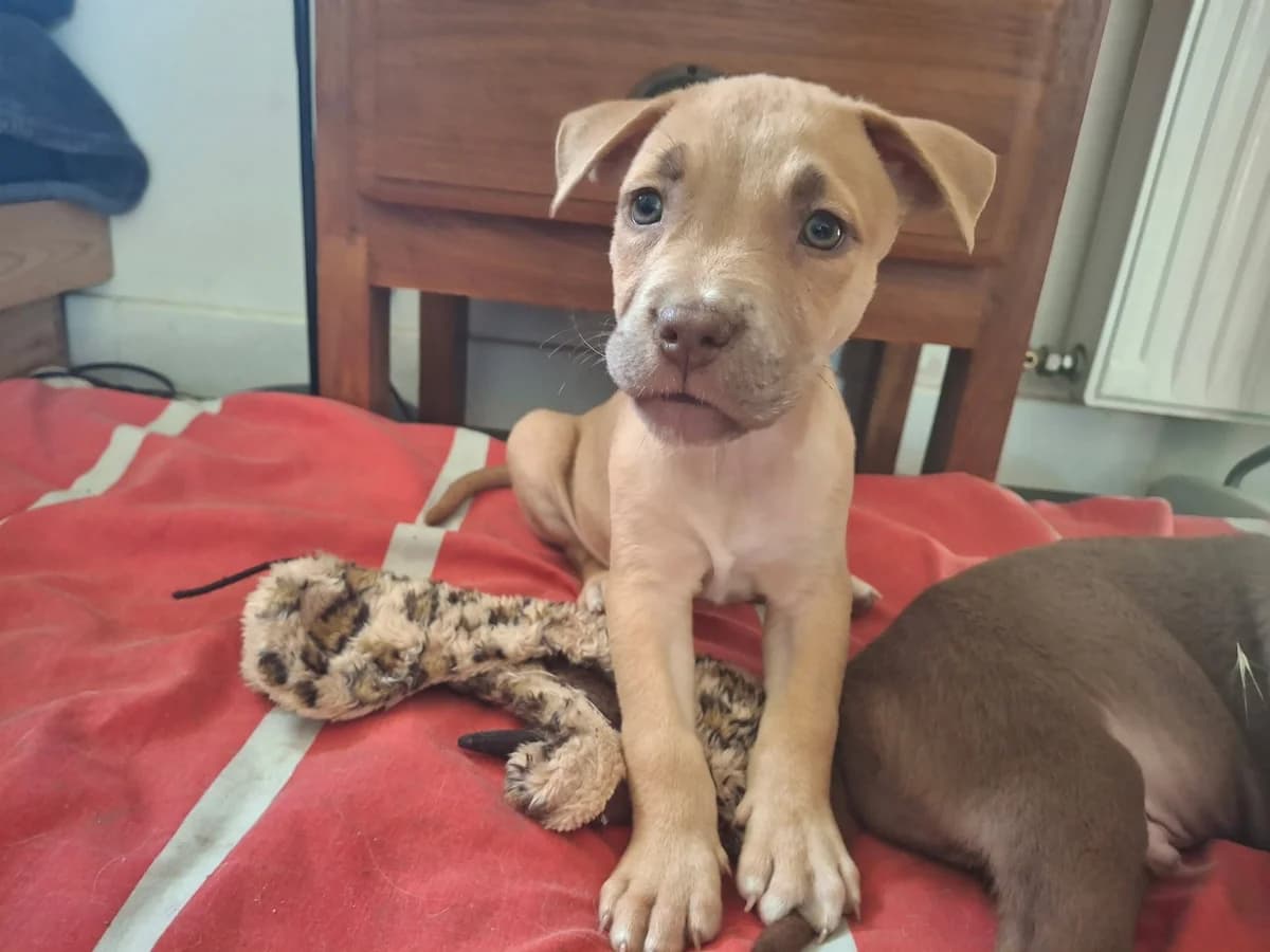 Bombay, male puppy American Bully for adoption at APAA Trégrom