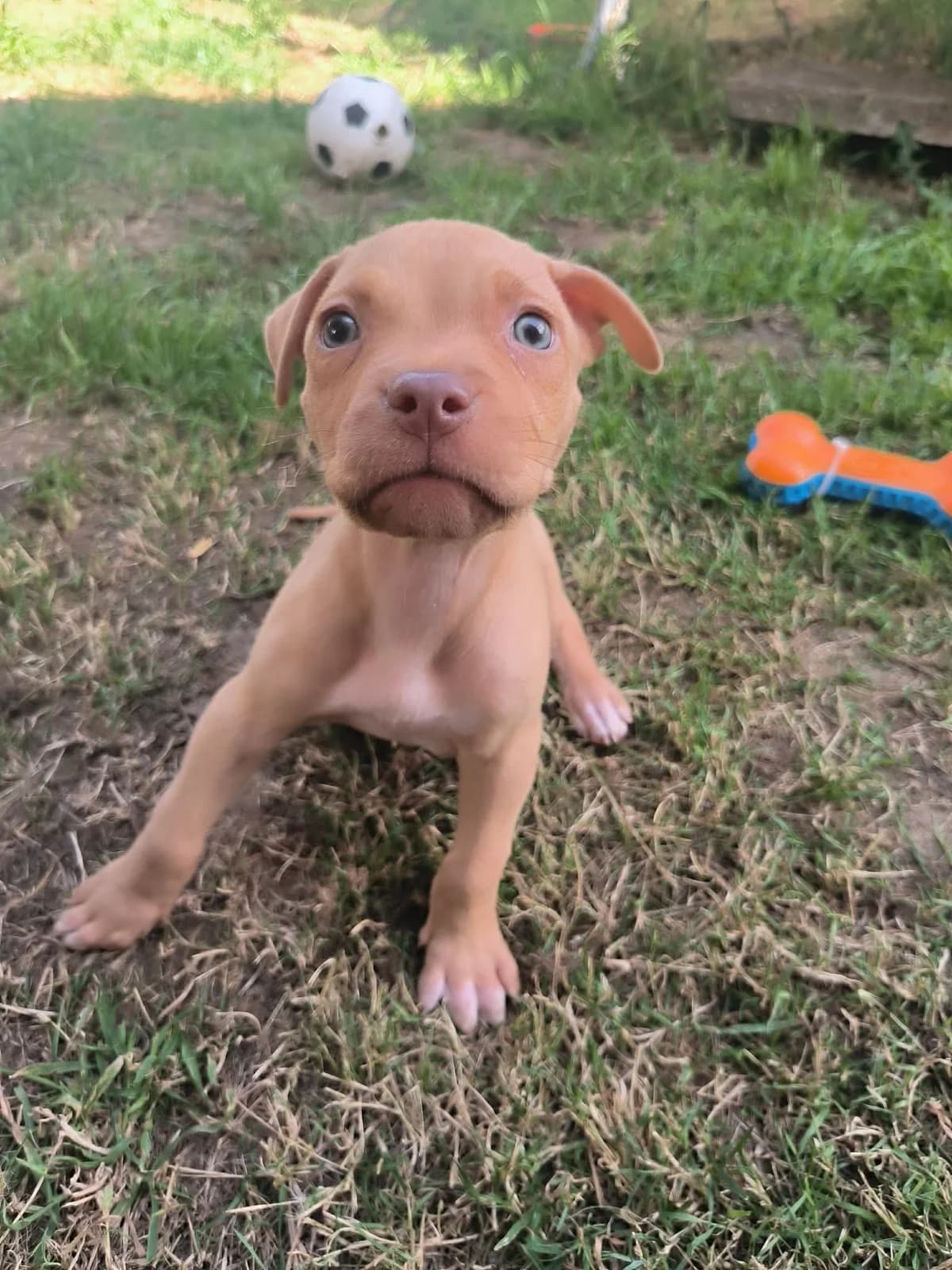Buffy, male puppy American Bully for adoption at APAA Trégrom