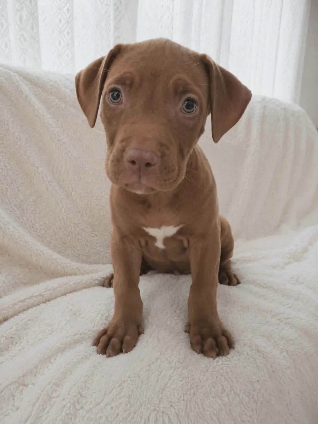 Buzz, male puppy American Bully for adoption at APAA Trégrom