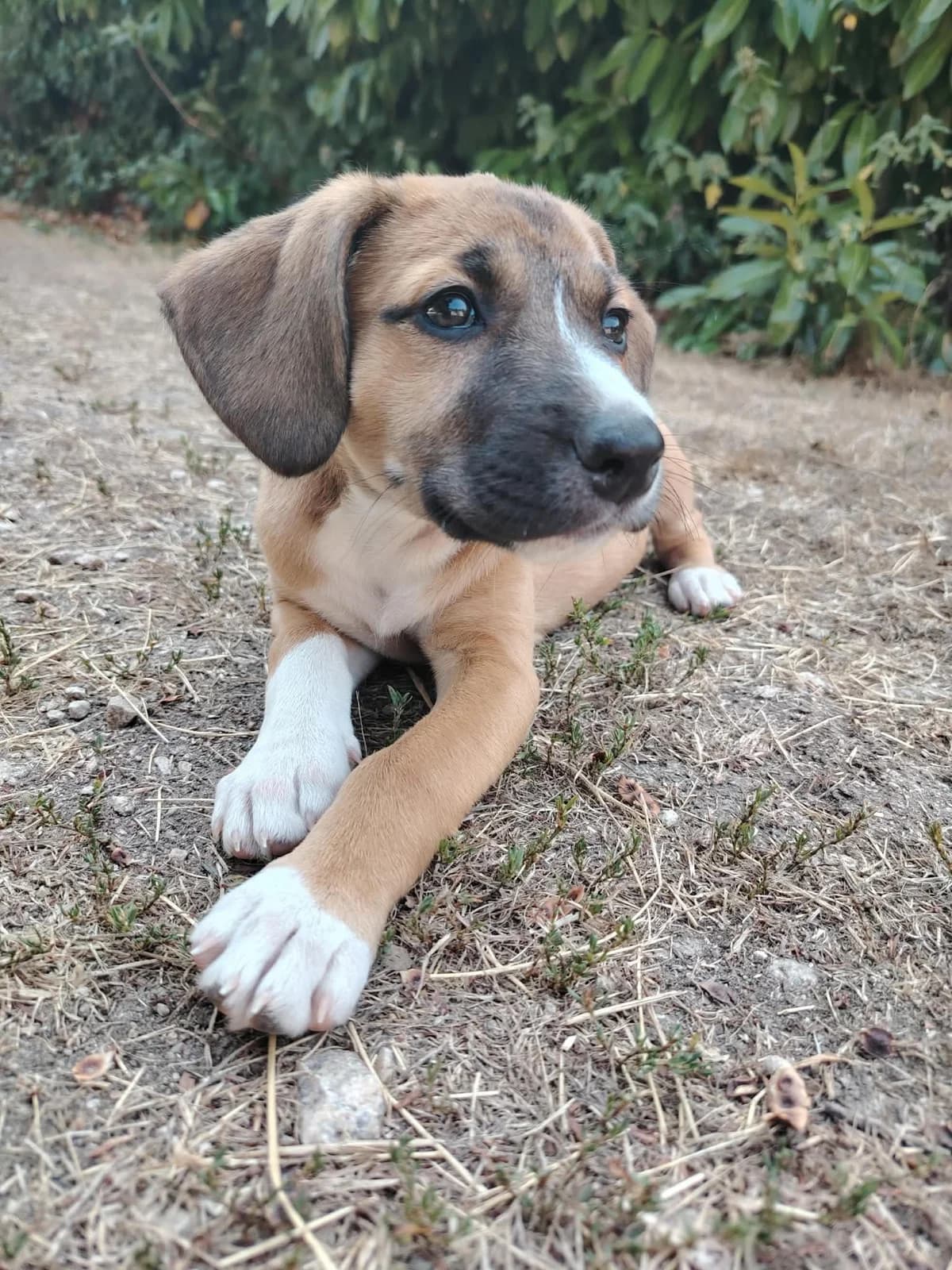 Blayne, male puppy Jack Russell Terrier for adoption at APAA Trégrom