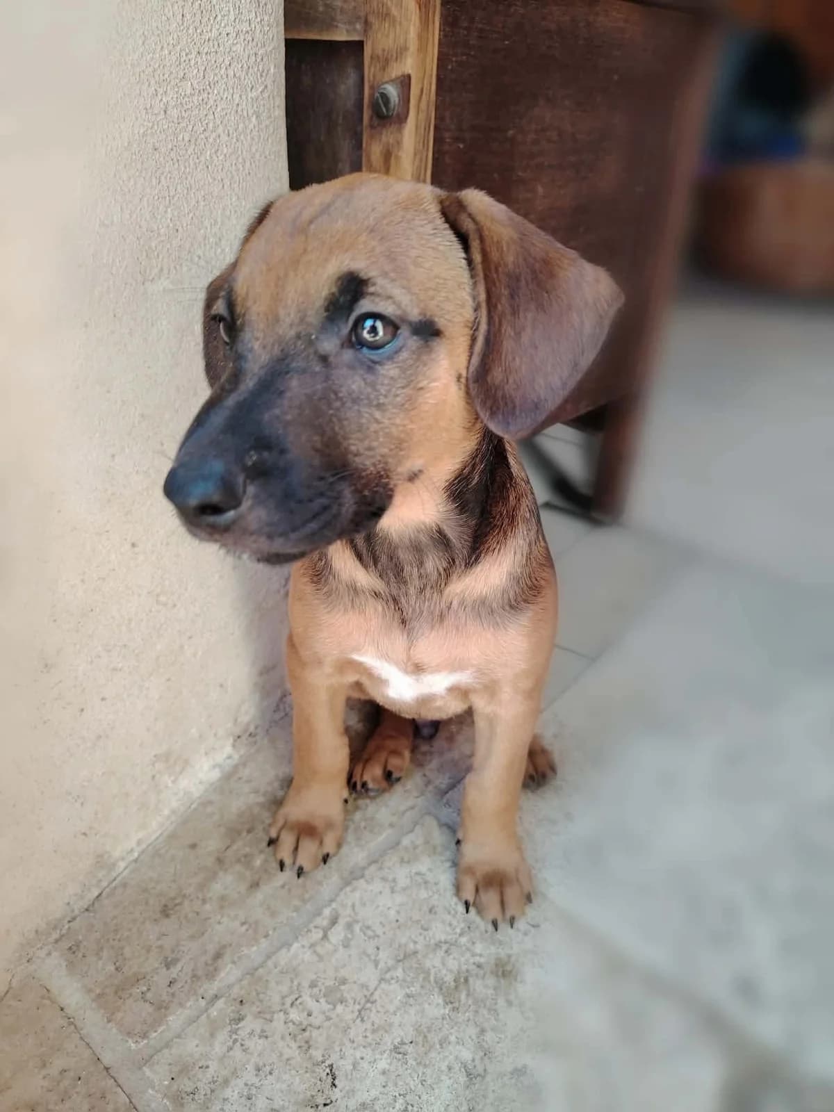 Bao, male puppy Jack Russell Terrier for adoption at APAA Trégrom