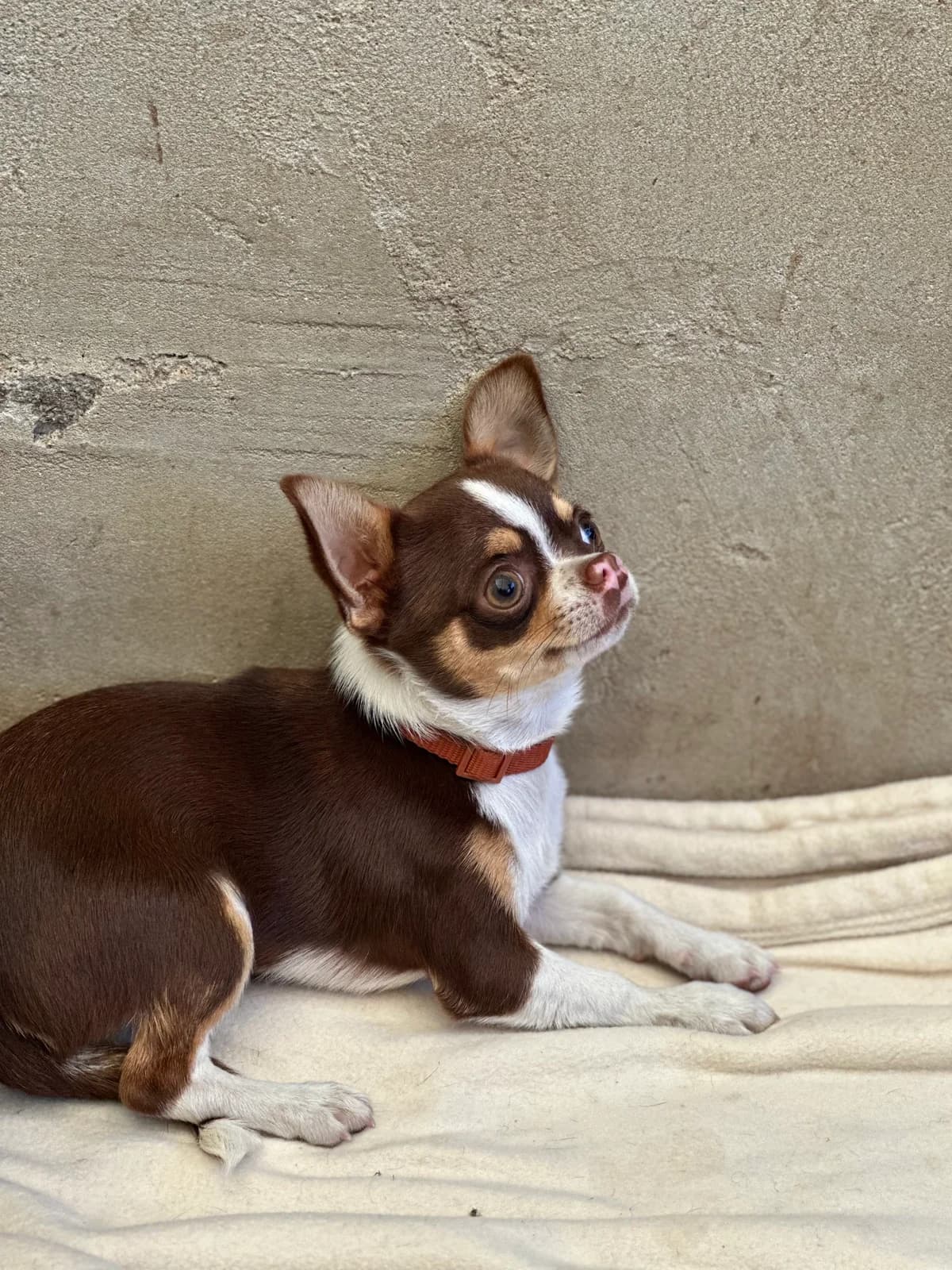 Rikiki, male puppy Chihuahua for adoption at APAA Trégrom