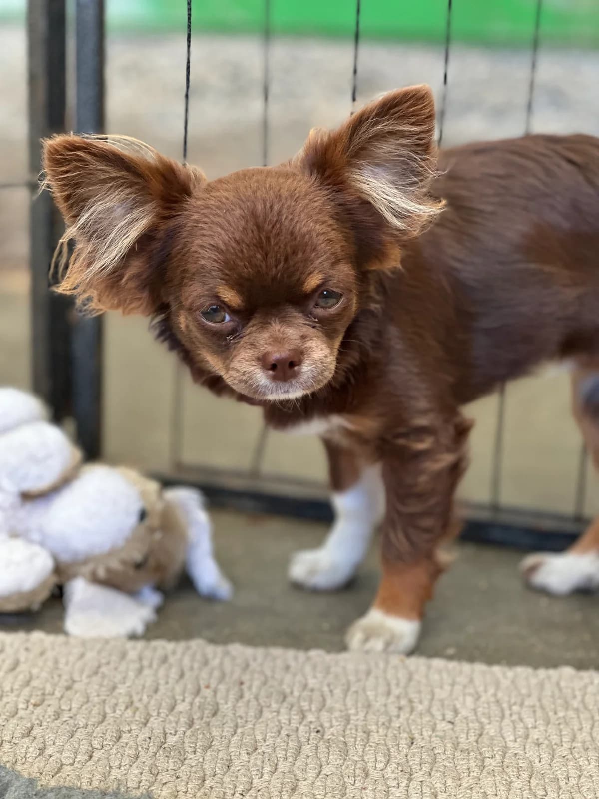 Chocolate, male puppy Chihuahua for adoption at APAA Trégrom