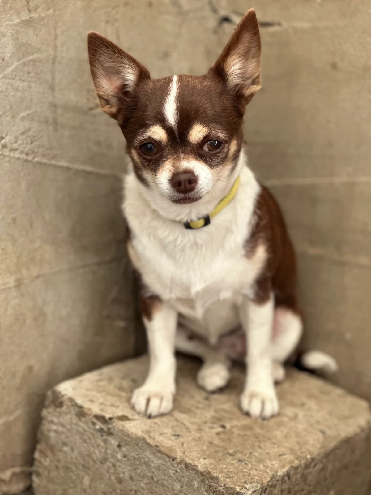 Saba, female 6yo Chihuahua for adoption at APAA Trégrom