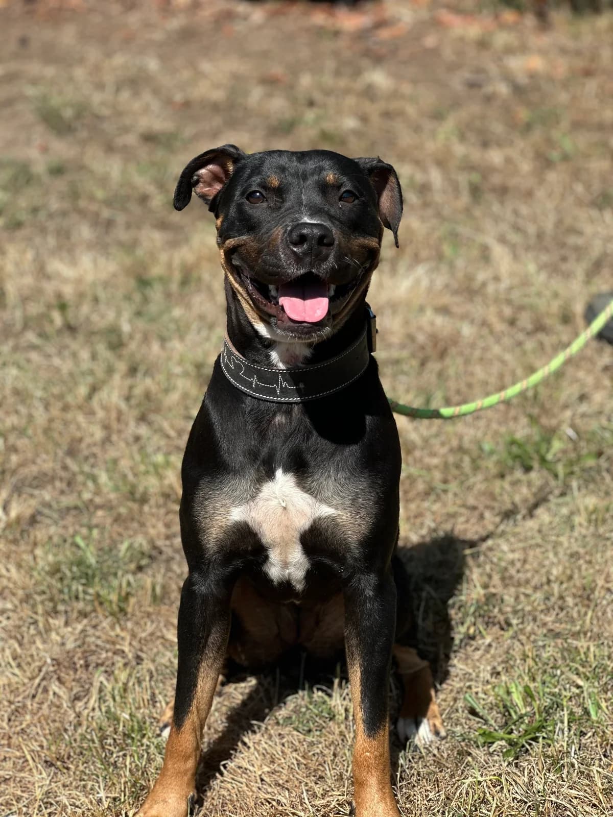 Elvira, female puppy mixed breed for adoption at APAA Trégrom
