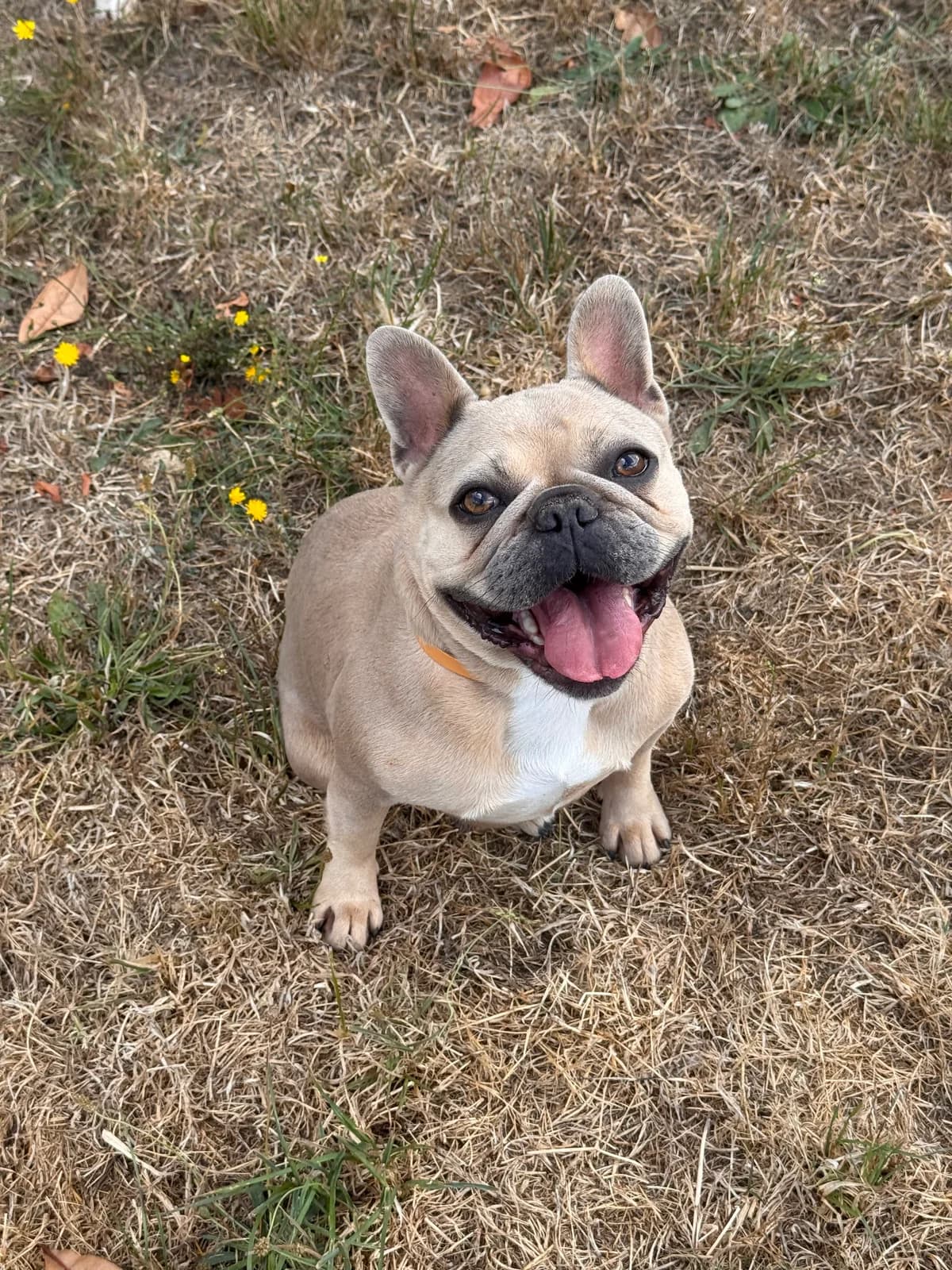 Shiva, female 4yo French Bulldog for adoption at APAA Trégrom
