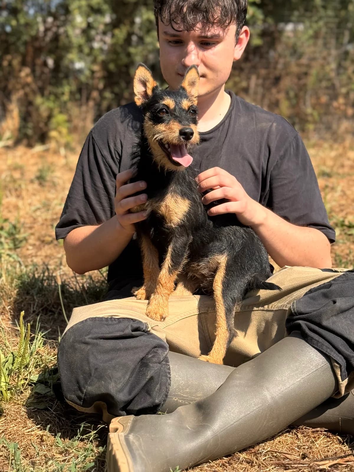 Ada, female young Dachshund for adoption at APAA Trégrom