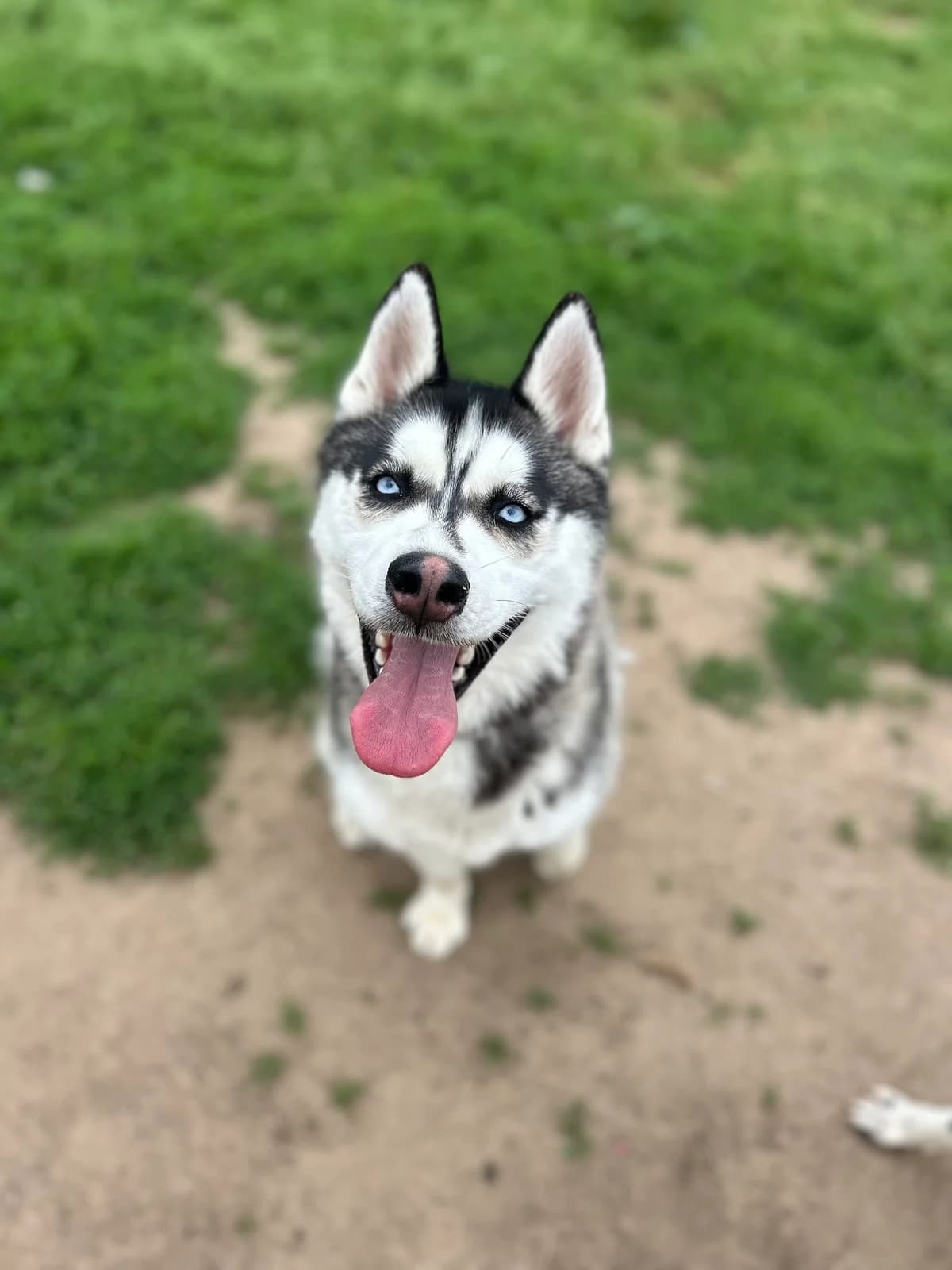 Marley, male young Husky for adoption at APAA Trégrom