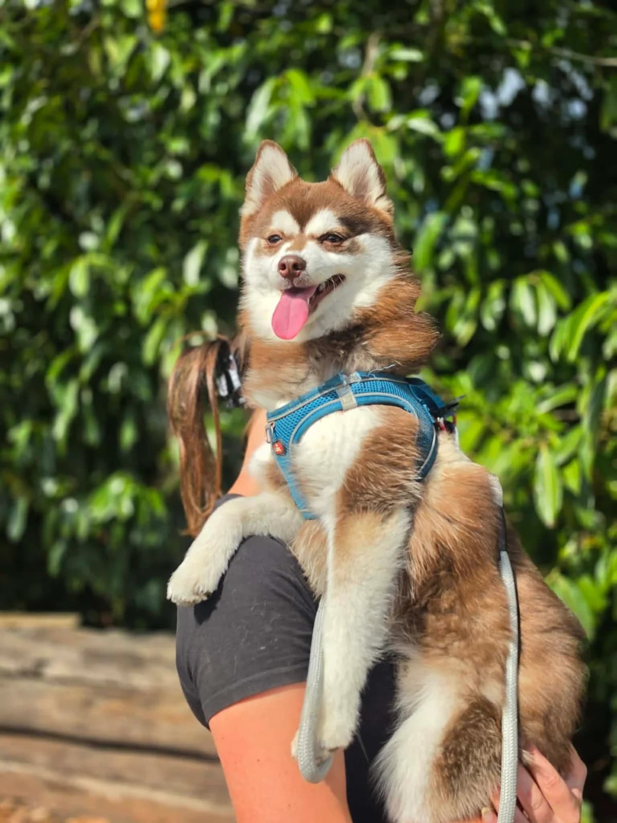 Arlo, male puppy Pomsky for adoption at APAA Trégrom