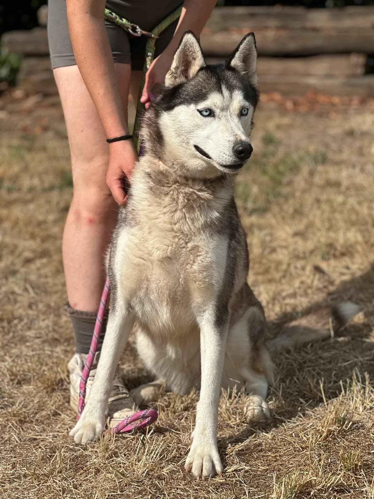 Aïka, female 5yo Husky for adoption at APAA Trégrom