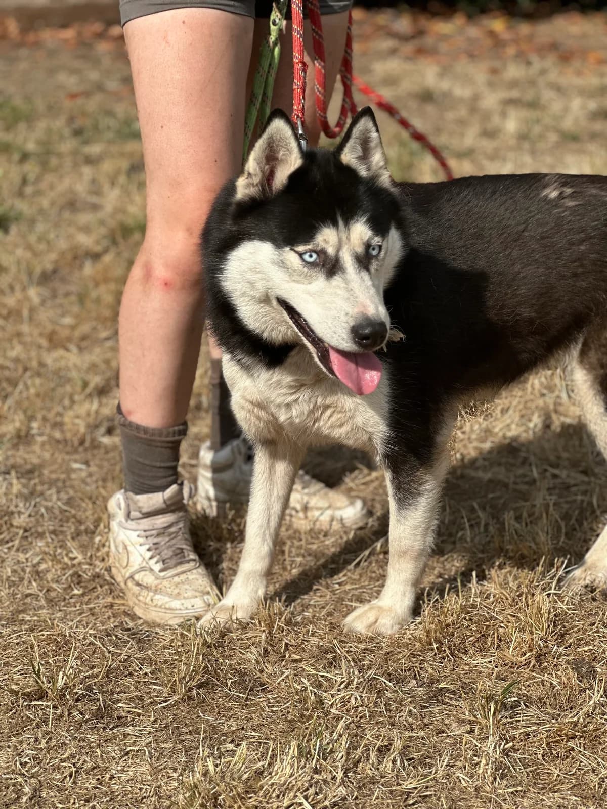 Sally, female 5yo Husky for adoption at APAA Trégrom