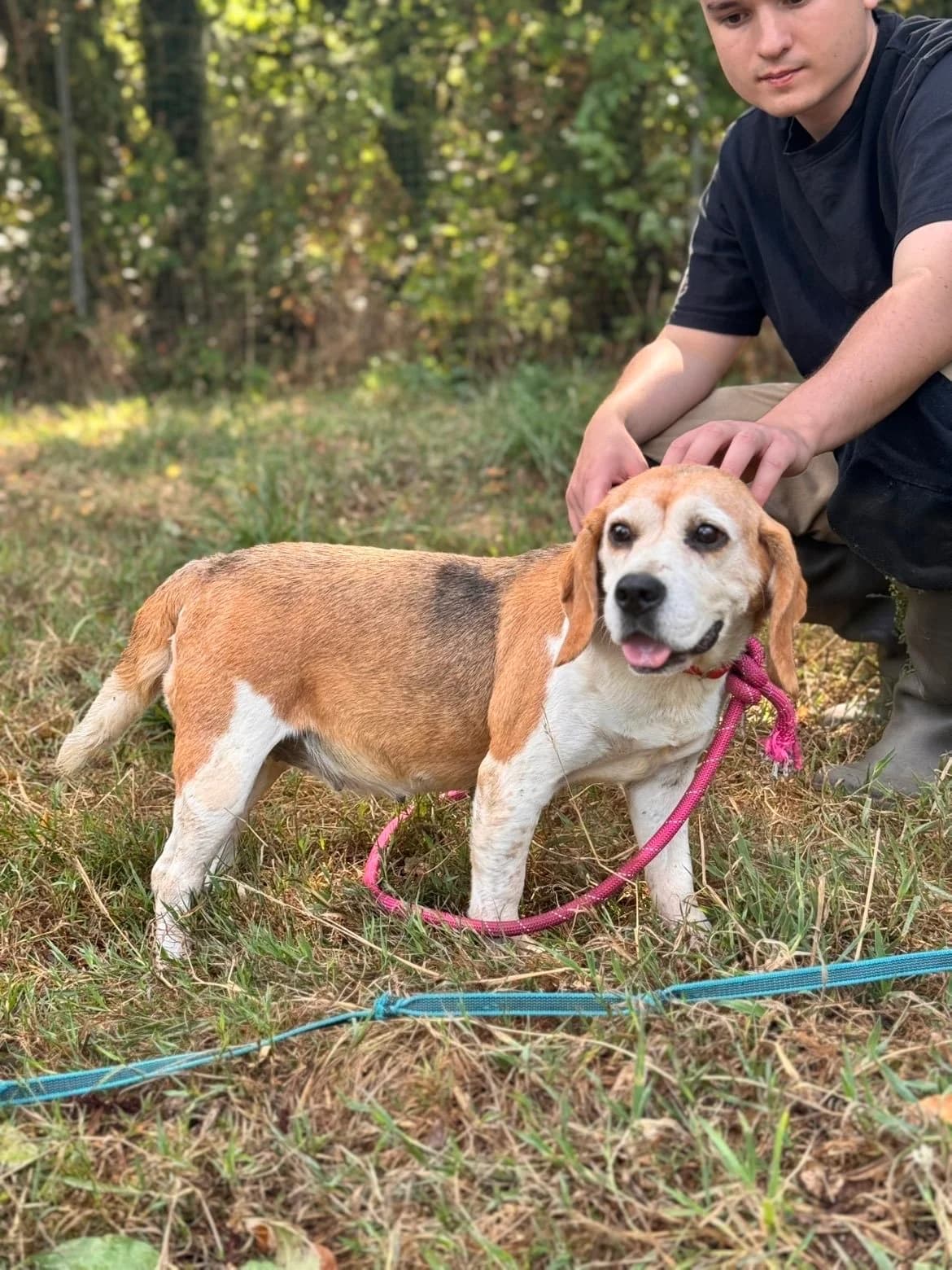 Lassy, female senior Beagle for adoption at APAA Trégrom