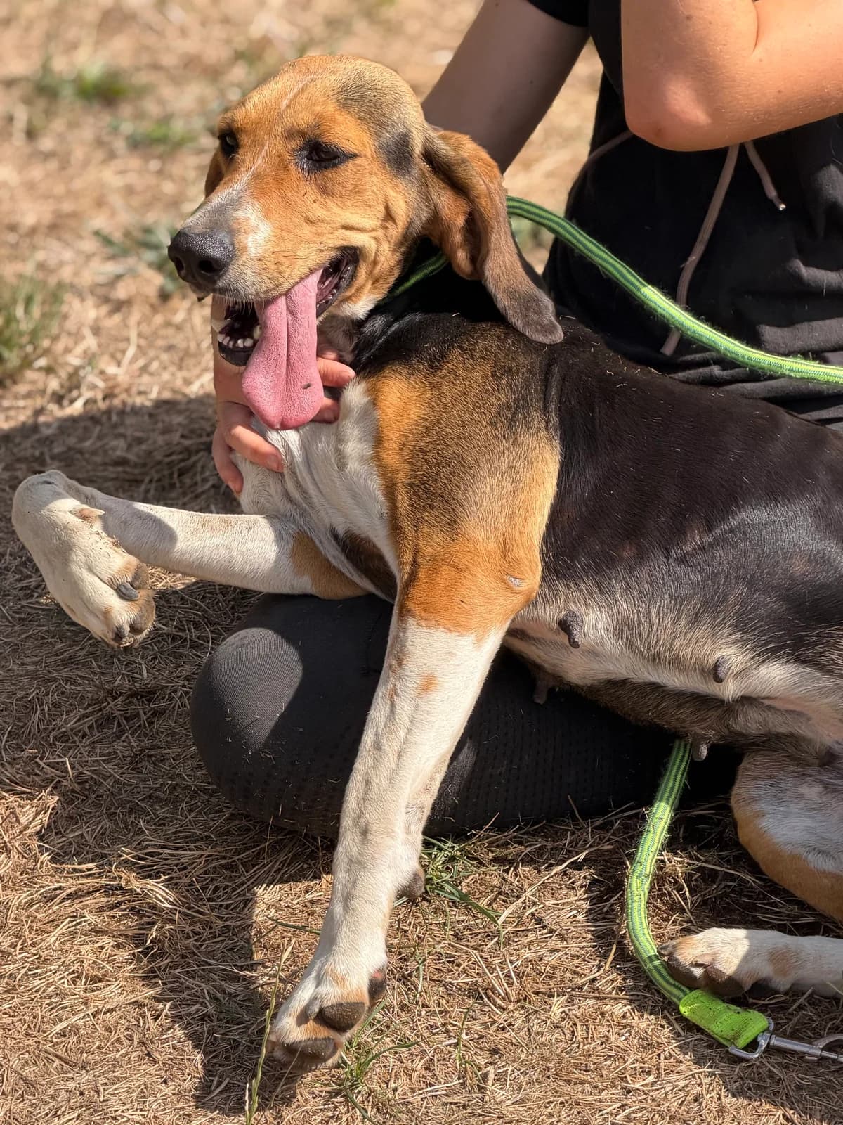 Tempête, female 3yo mixed breed for adoption at APAA Trégrom