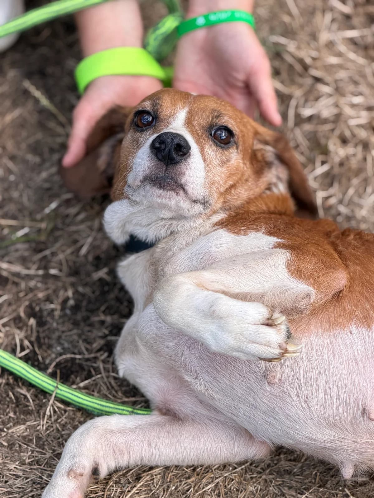 Ruby, female 6yo Beagle for adoption at APAA Trégrom