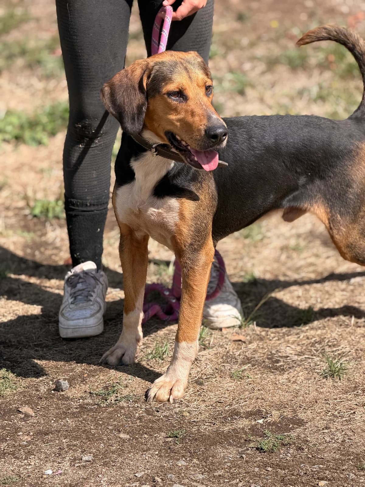 Texas, male 3yo mixed breed for adoption at APAA Trégrom